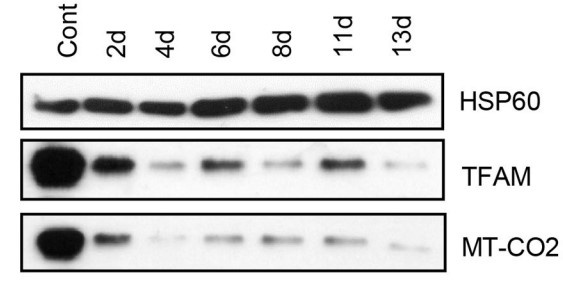 TFAM and MT-CO2 protein expression.jpg
